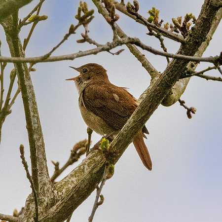 Nightingale