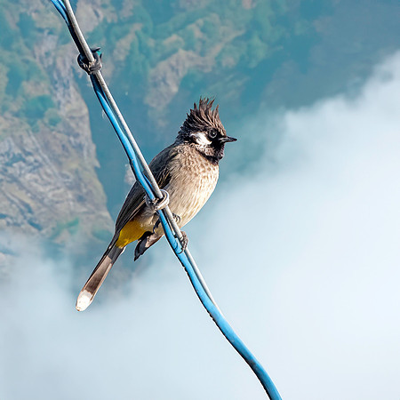 Himalayan bulbul