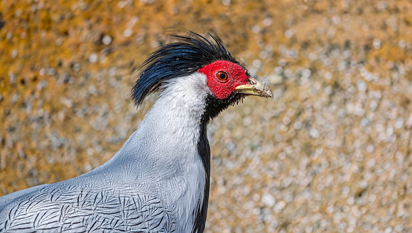 Silver pheasant