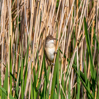 Great reed warbler