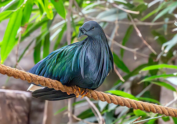 Nicobar pigeon