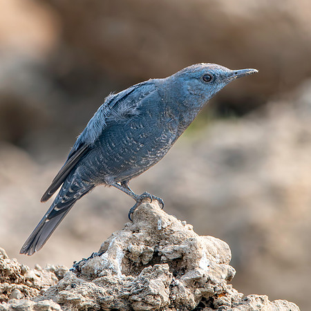 Blue rock thrush
