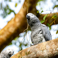 African Grey Parrot