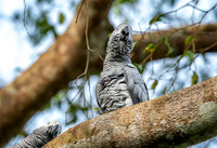 African Grey Parrot