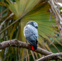 African Grey Parrot
