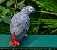 African Grey Parrot