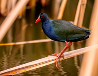Allen's gallinule