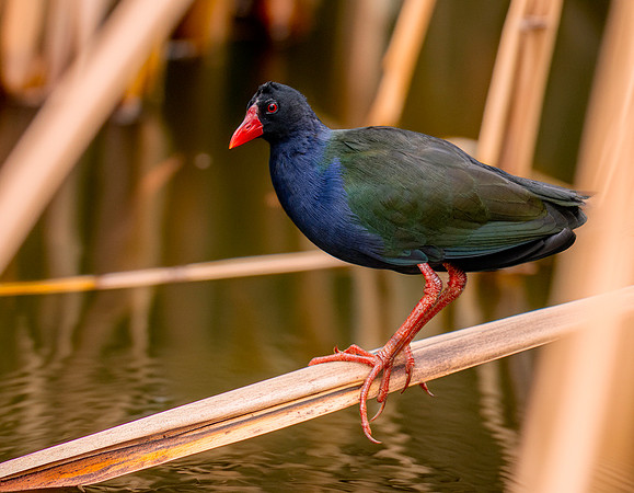 Allen's gallinule
