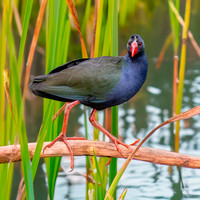 Allen's gallinule