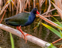 Allen's gallinule