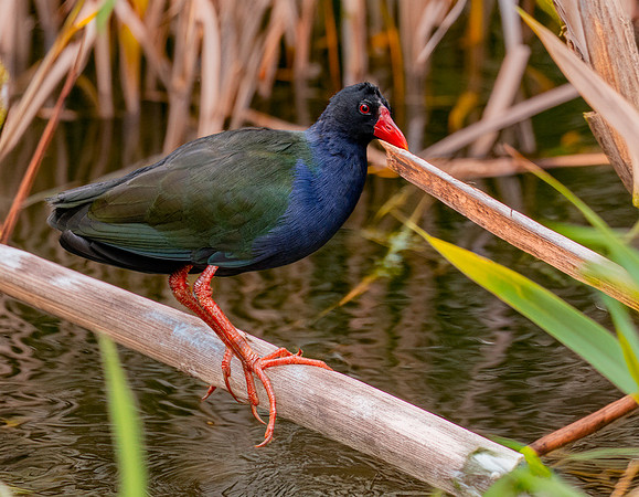 Allen's gallinule