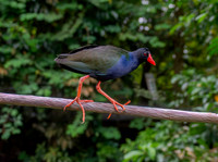 Allen's gallinule