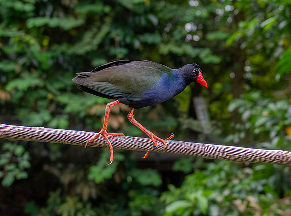 Allen's gallinule