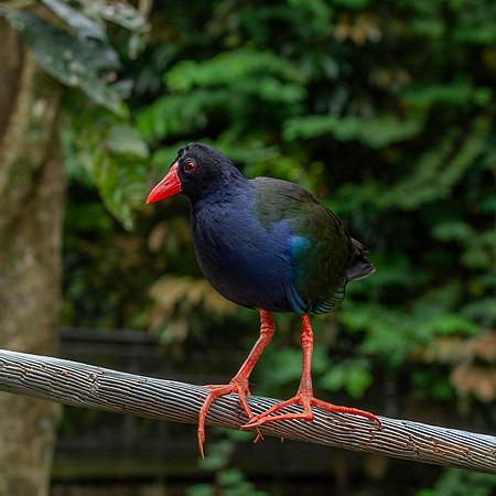 Allen's gallinule