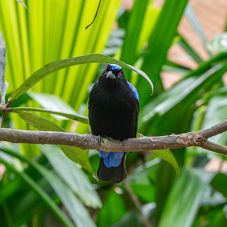 Asian fairy bluebird, male