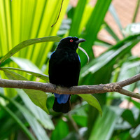 Asian fairy bluebird, male