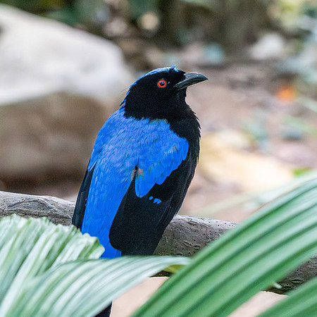 Asian fairy bluebird, male