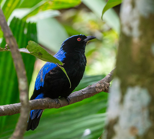 Asian fairy bluebird, male