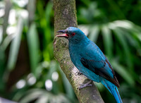 Asian fairy bluebird, female