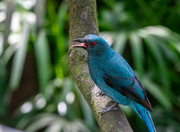 Asian fairy bluebird, female