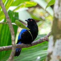 Asian fairy bluebird, male