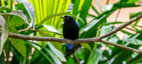 Asian fairy bluebird, male