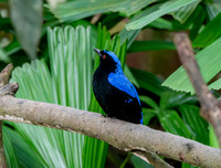 Asian fairy bluebird, male