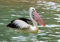 Australian pelican