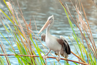 Australian pelican, immature