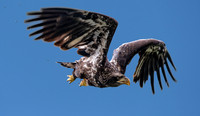American Bald Eagle, immature