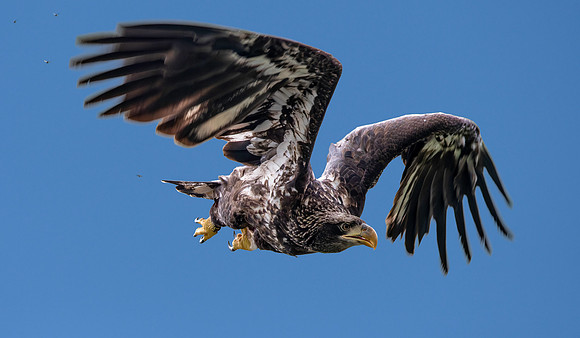 American Bald Eagle, immature