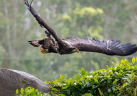 American Bald Eagle, immature