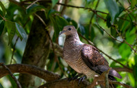 Barred cuckoo dove
