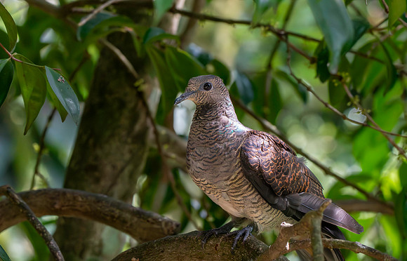 Barred cuckoo dove