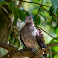 Barred cuckoo dove