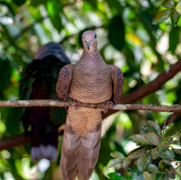 Barred cuckoo dove
