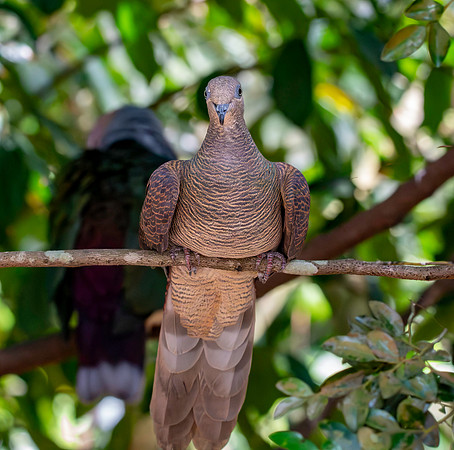 Barred cuckoo dove