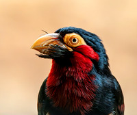 Bearded Barbet