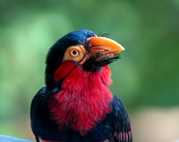 Bearded Barbet
