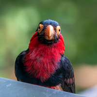 Bearded Barbet