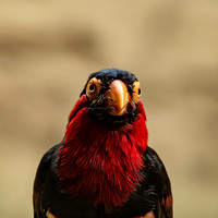 Bearded Barbet