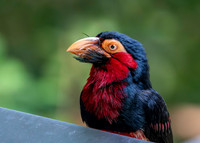 Bearded Barbet