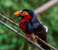 Bearded Barbet