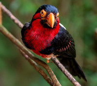 Bearded Barbet