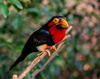 Bearded Barbet