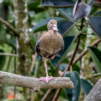Black bellied whistling duck