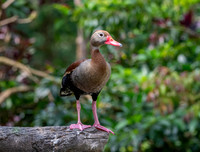 Black bellied whistling duck
