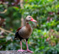 Black bellied whistling duck