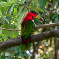 Black capped lory