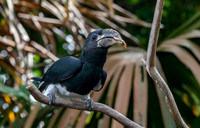 Black and white casqued hornbill